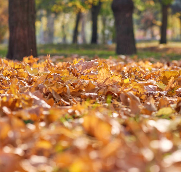 istock dry yellow maple leaves on the ground, selective focus 1162635173