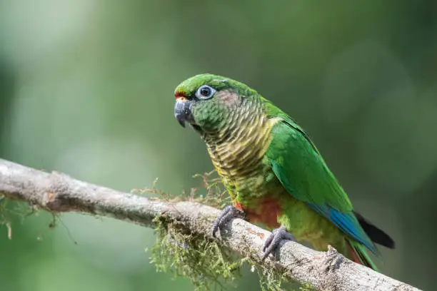 Photo of Maroon-bellied Parakeet