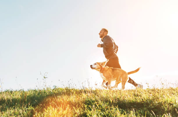 l'homme court avec son chien de beagle. exercice de canicross du matin - pets grass scenics dog photos et images de collection
