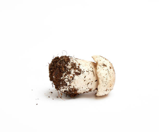 istock fresh young mushroom with root and mycelium Boletus edulis 1162635262