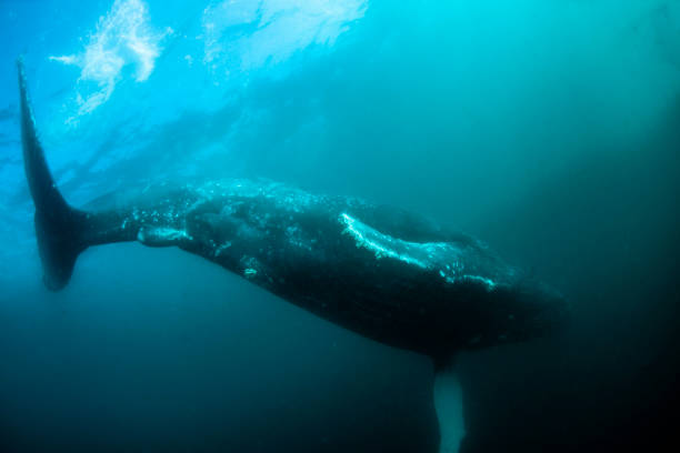 istock Big Sea Mammal 1162635846