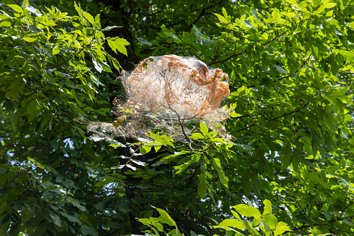 Catapillar web with eggs in tree, for a fall webworm