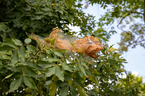 istock Catapillar nest and web on leaves of a tree 1162637184
