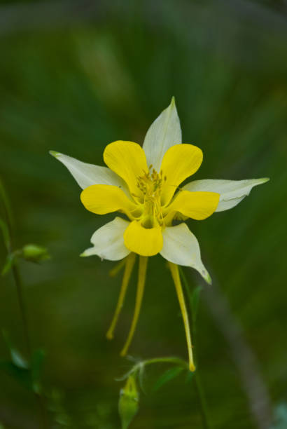 istock Yellow Columbine 1162637730