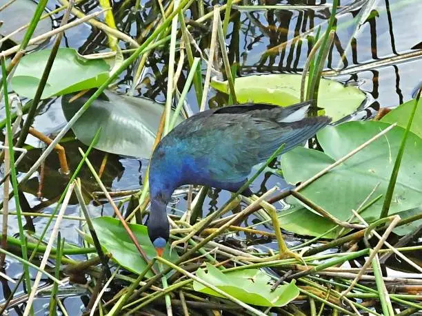 Purple Gallinule on the reeds