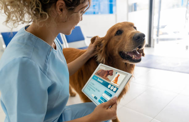 Vet doing a medical exam on a dog and using a tablet computer