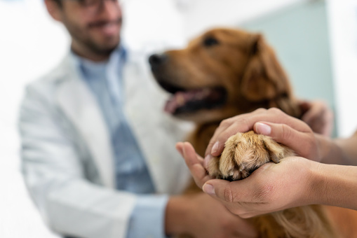 Primer plano en un perro hermoso en el veterinario photo