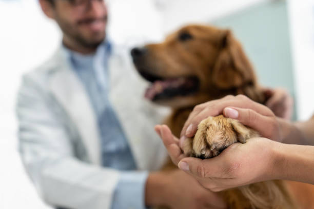 close-up on a beautiful dog at the vet - veterinary medicine imagens e fotografias de stock