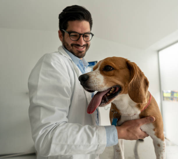 istock Beautiful dog at the vet 1162639222