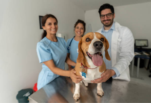 istock Cute dog at the vet 1162639223