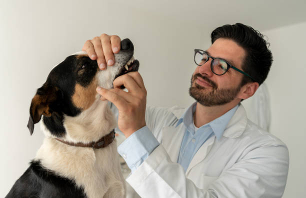 istock Veterinarian performing a medical exam on a dog 1162639228