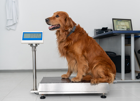 Beautiful Golden Retriever dog standing on a weight scale at the vet - animal care concept