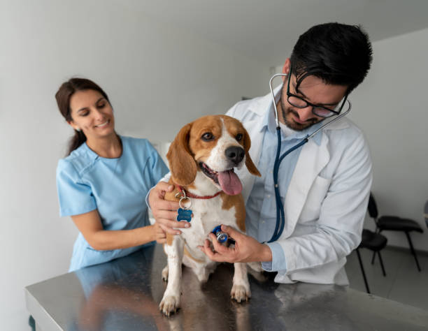 veterinário que executa um exame médico em um cão - show dog - fotografias e filmes do acervo