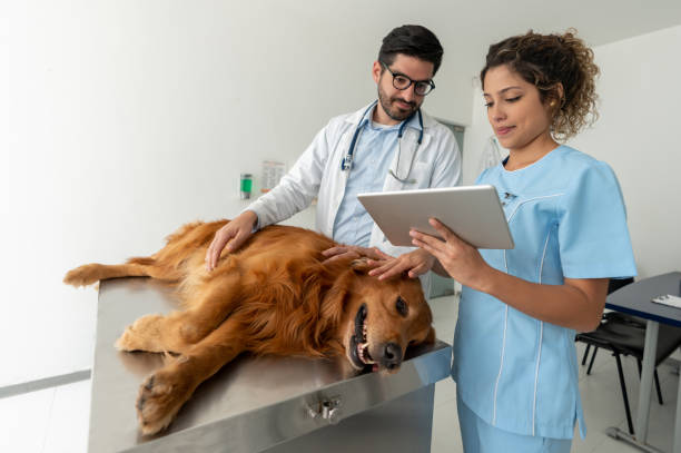 獣医クリニックで犬の健康診断を行う医師 - golden retriever retriever dog smiling ストックフォトと画像