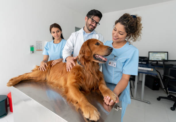 istock Vets doing a medical exam on a beautiful dog 1162639255