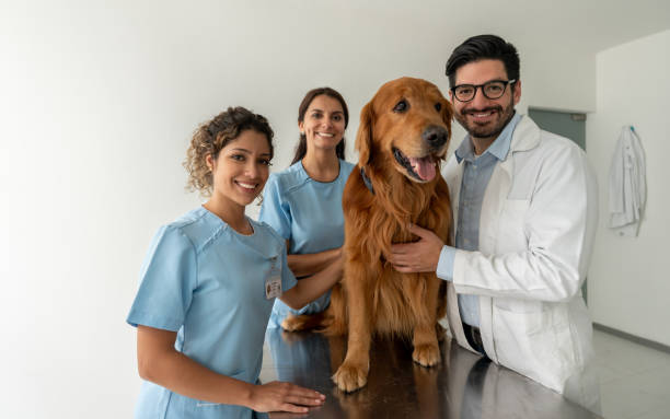 equipo de veterinarios con un perro en un hospital de animales - doctor dog portrait animal hospital fotografías e imágenes de stock