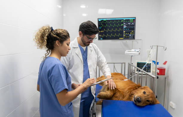 istock Doctors checking on a sick dog at a veterinary clinic 1162639282