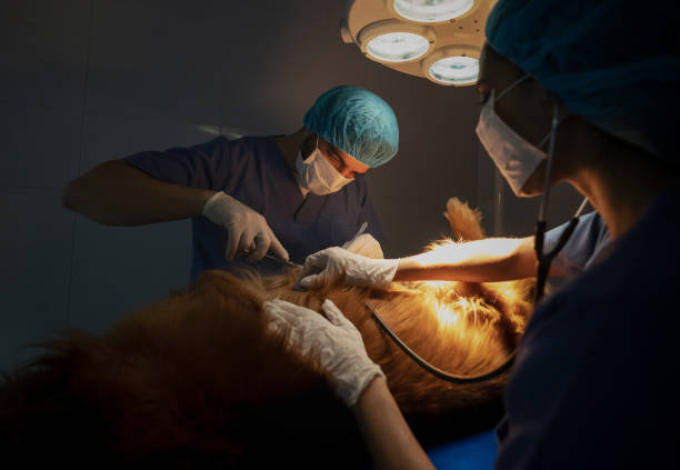 istock Dog in the operating room 1162639311