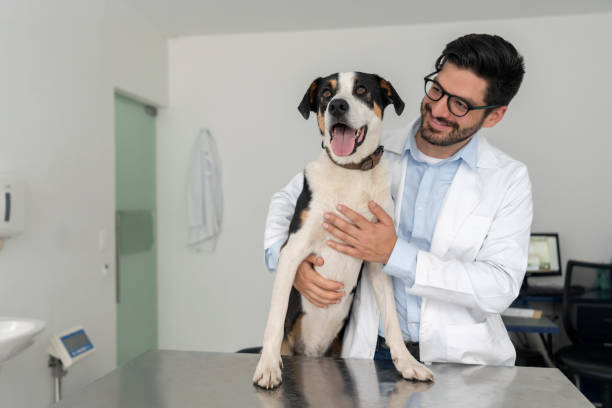 istock Beautiful mutt dog at the vet 1162639330