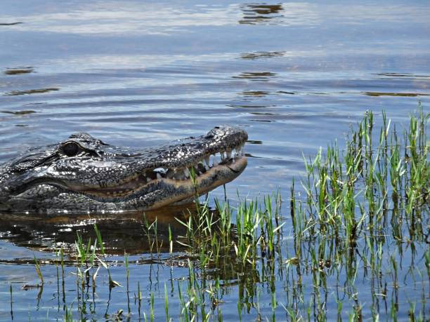 istock American Alligator (Alligator mississippiensis) eating a fish 1162639415