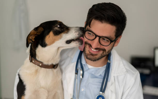 возбужденная собака, даря поцелуй ветеринару - doctor dog portrait animal hospital стоковые фото и изображения