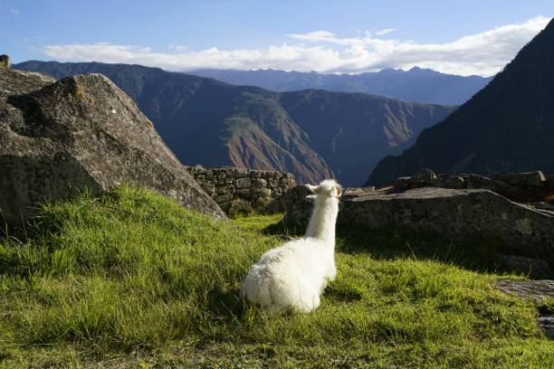 istock llama at the Machu Picchu ruin, Andes Mountains 1162640206