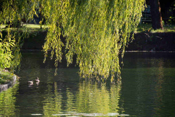Green willow and waterfowl on the waterside