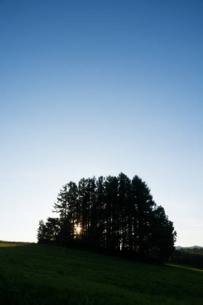istock Evening Cloud and Larch Forest in Biei 1162641253