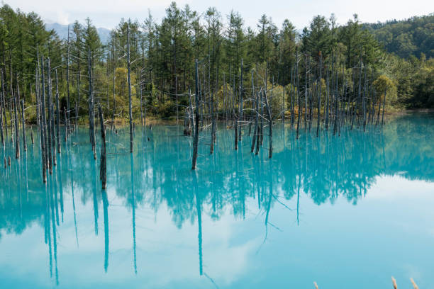 étang bleu d'été à biei - parc national de daisetsuzan photos et images de collection