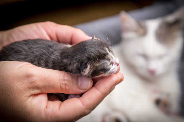 istock Tabby newborn kitten sleeping in woman hands 1162641318