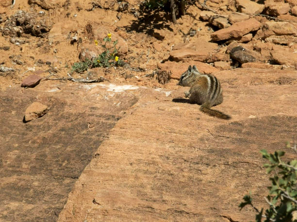 istock chipmunk on a rock at zion np, utah 1162642741