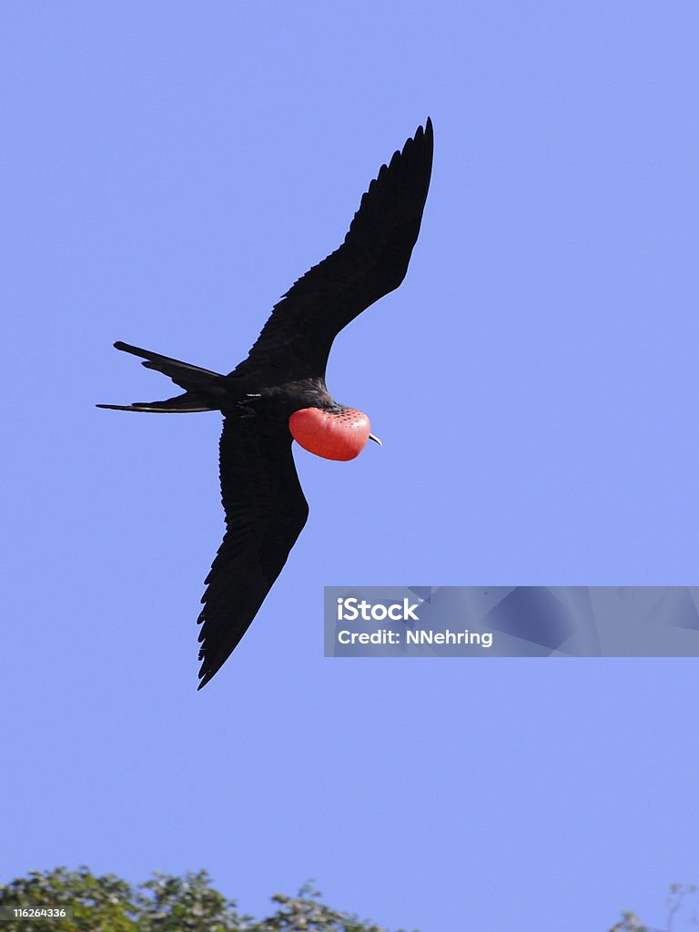 magnificent frigate bird, Fregata magnificens, flying Male magnificent frigate bird,  Panama Stock Photo