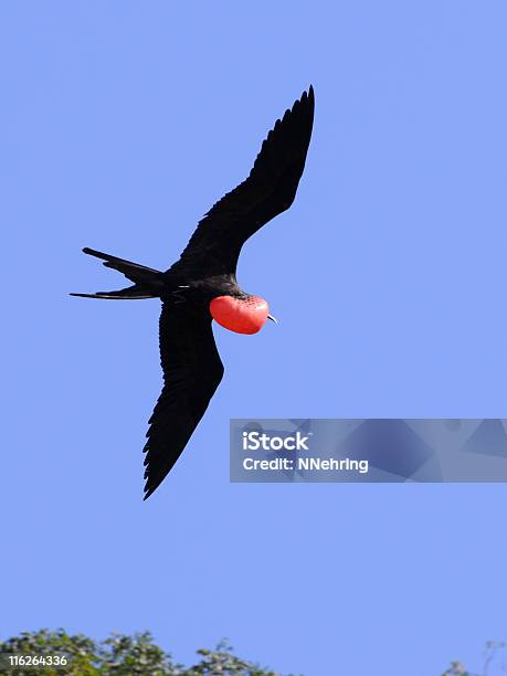 Magnificent Frigate Bird Fregata Magnificens Flying Stock Photo - Download Image Now
