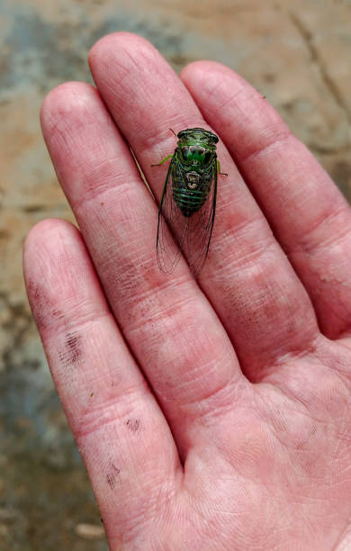 istock A cicada in the palm of the hand 1162644311