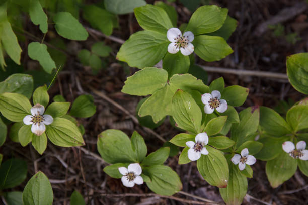 istock Trillium flower in Oregon 1162644901