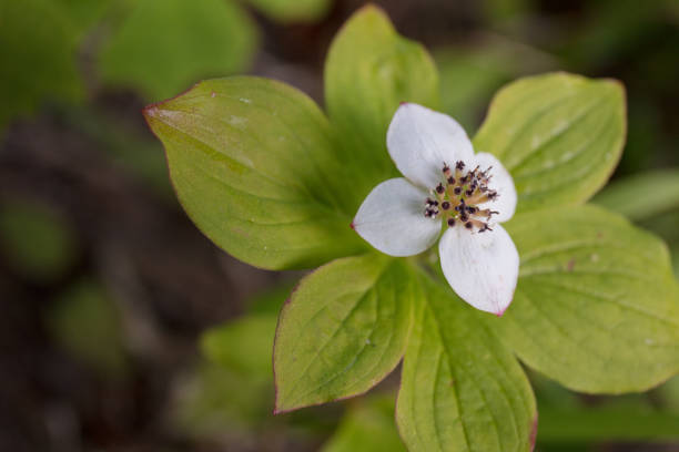 istock Trillium flower in Oregon 1162644911