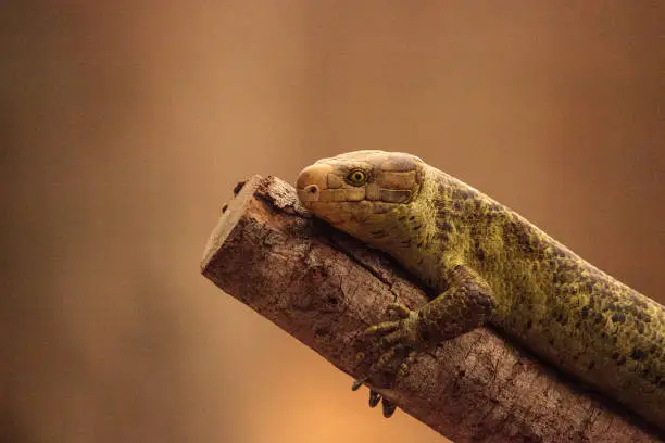 Solomon Islands skink Corucia zebrata is a prehensile-tailed skink endemic to the Solomon Islands.