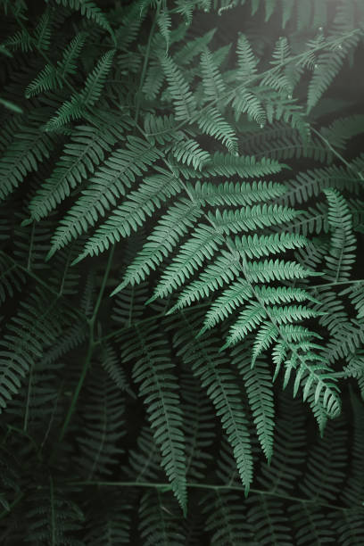 istock fern leaves and the dark forest stream 1162645752
