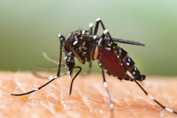 aedes albopictus mosquito. súper macro cerrar un mosquito chupando sangre humana, - mosquito malaria parasite biting insect fotografías e imágenes de stock