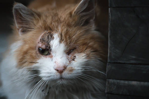 homeless one-eyed poor cat. fighter.