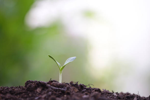 istock Young green planting with water drop dew 1162647241