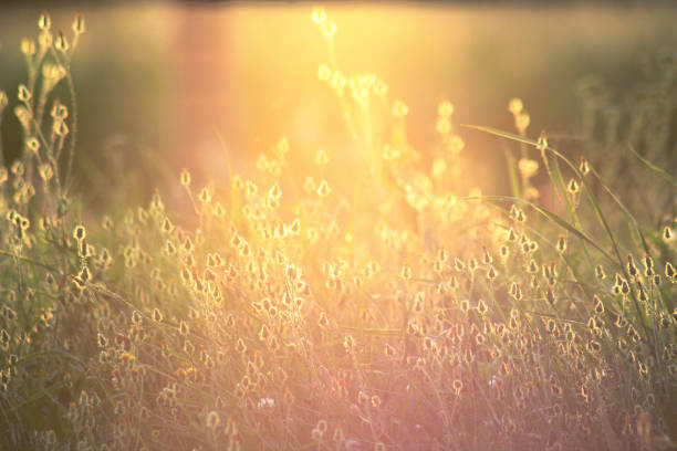 Summer flowers on a meadow in the rays of the golden sun. Romantic and magic gentle artistic image.