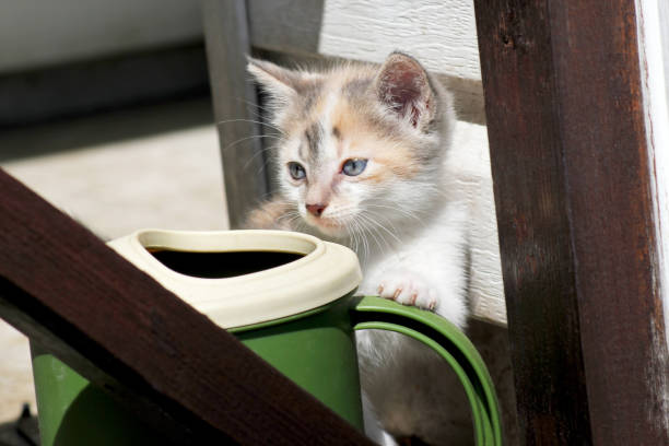 istock Cute little tricolor kitten climbs on the watering can. 1162649049
