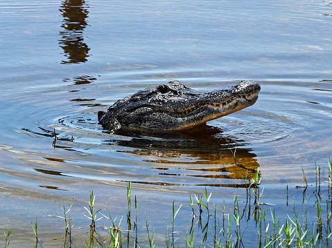 American Alligator in the Florida Everglades