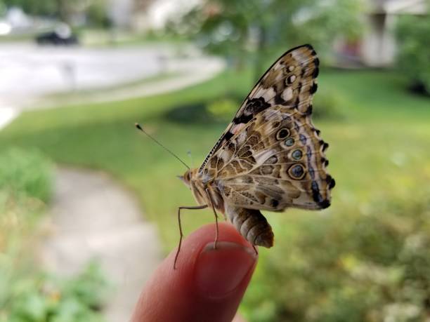 istock Beautiful butterfly on person's fingertip with green rural blurred background 1162650106