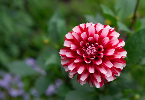 Closeup of Dahlia Flower.