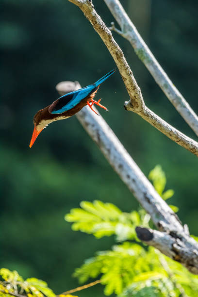 istock White-throated kingfisher (Halcyon smyrnensis) in motion 1162653494