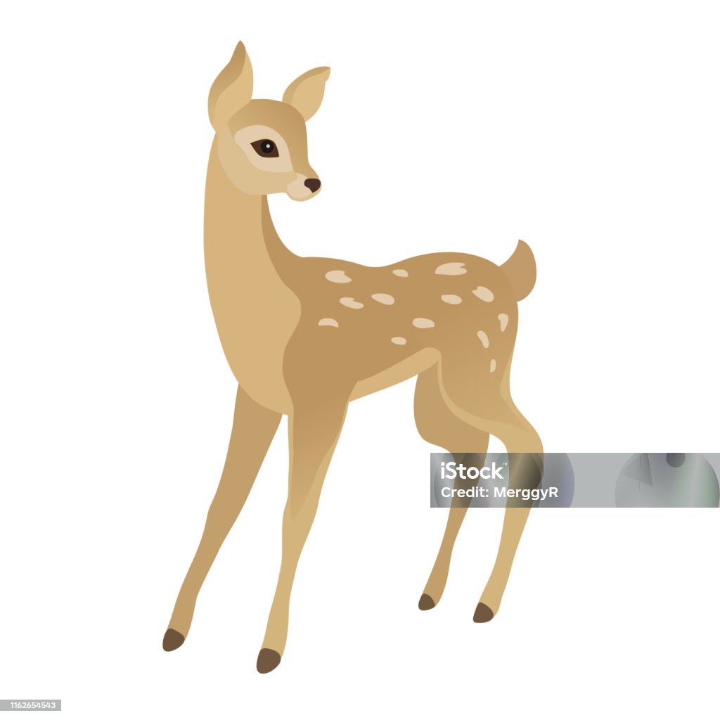 Cute young deer Vector cartoon drawing of a cute young deer, isolated on a white background Doe stock vector