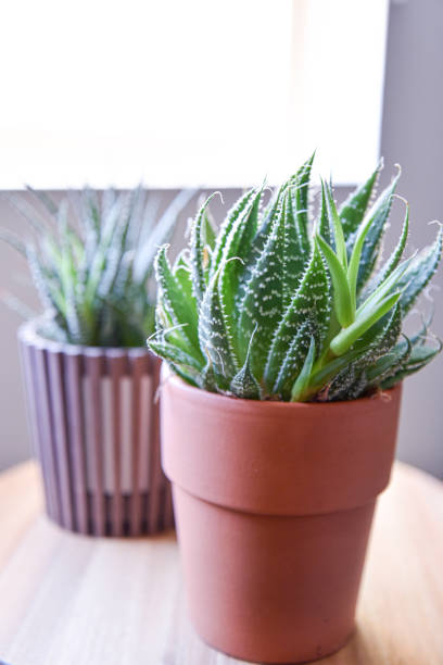 istock Natural green succulents 1162655423