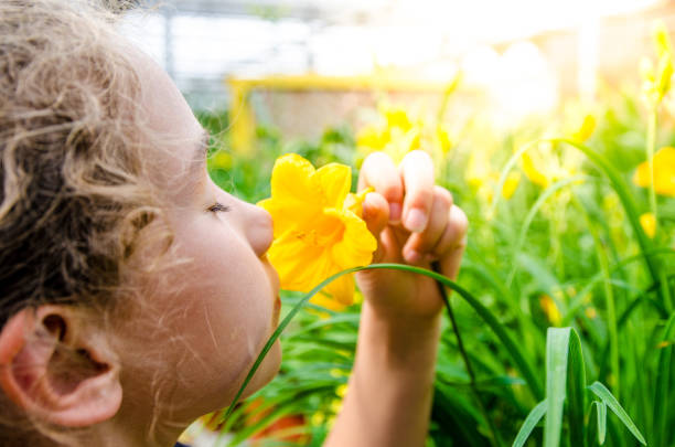 Girl smelling yellow hemerocallis Girl smelling yellow daylily during summer day. Her eyes are closed day lily photos stock pictures, royalty-free photos & images